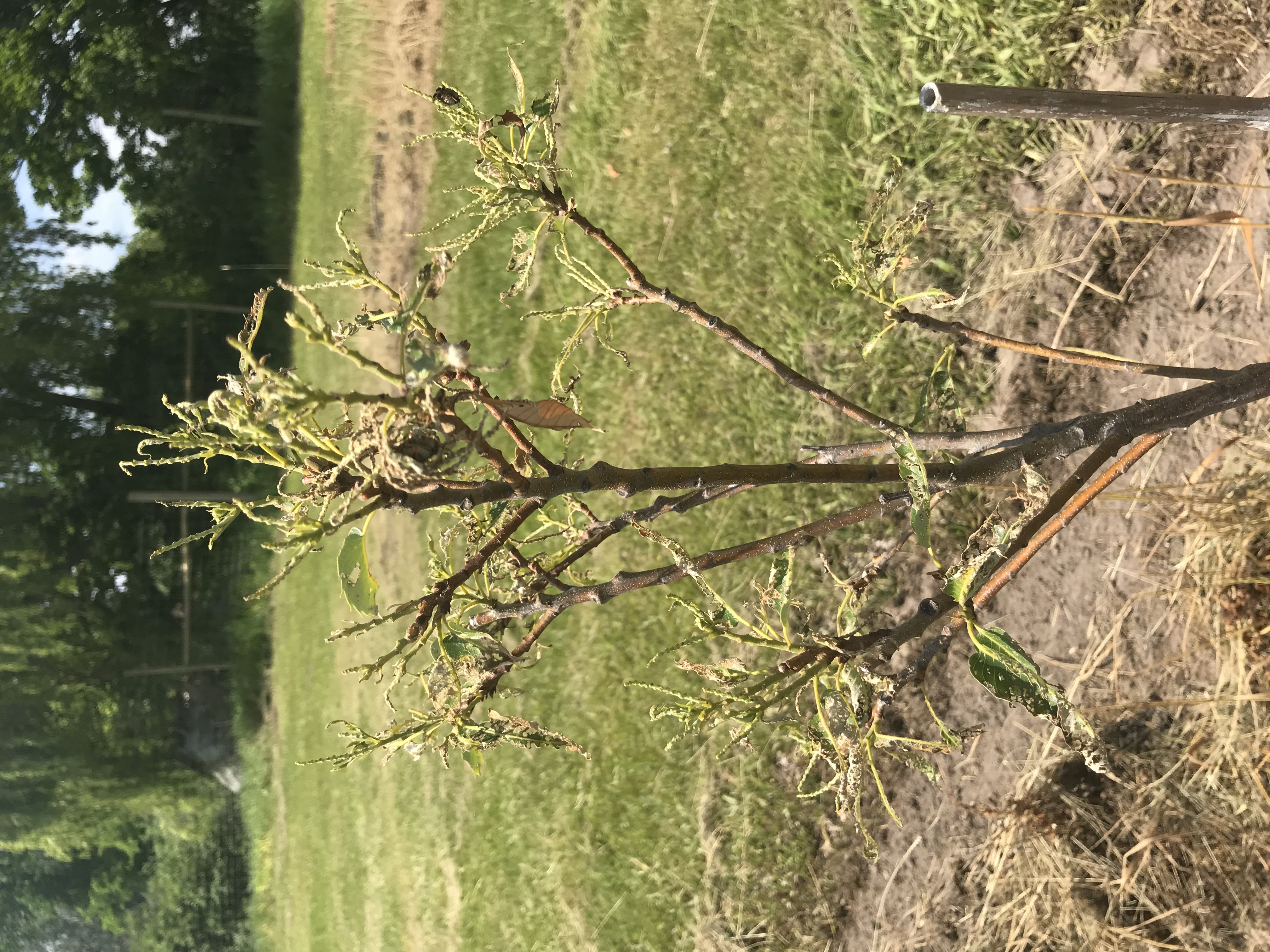 Japanese beetle eaten chestnut tree